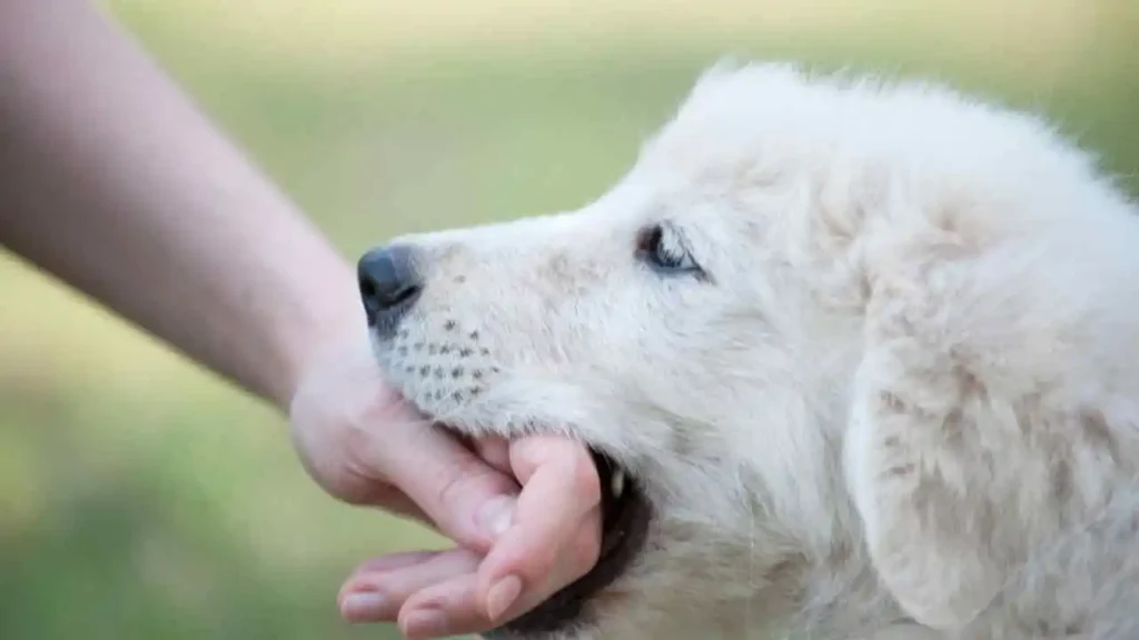 dream about dog biting hand