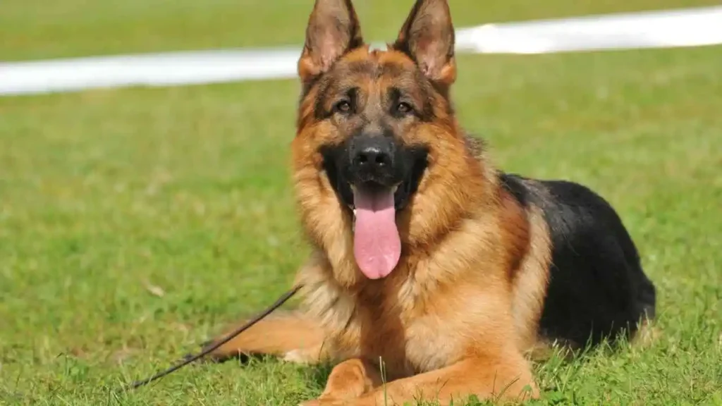 dream about german shepherd dog